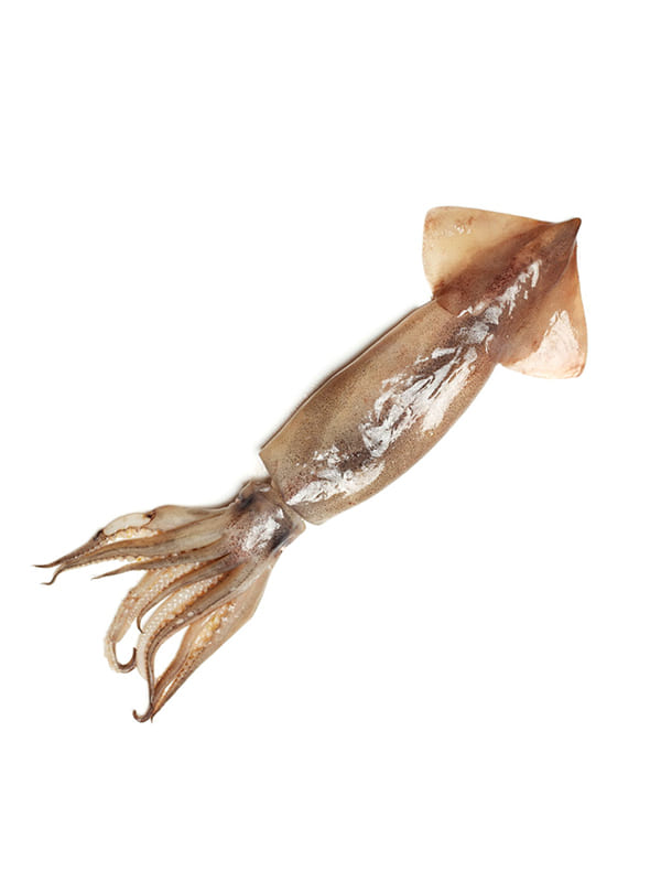 Καλαμάρι Παταγονίας C4 5kg