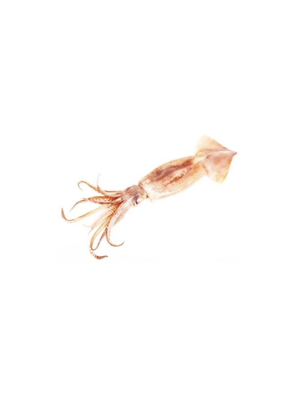 Καλαμάρι ολόκληρο Ν. Αφρικής (L) 12kg