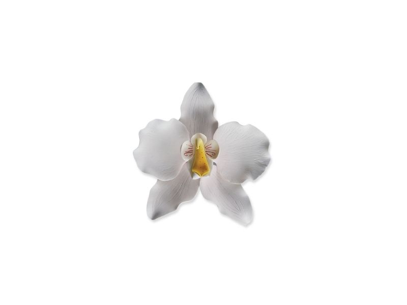 Orchid white F12 1pc